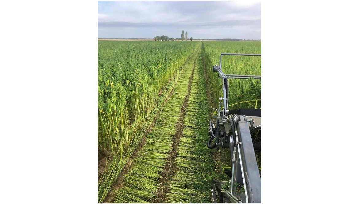 IA VS Intelligence du vivant : et si le chanvre avait déjà tout inventé ? 